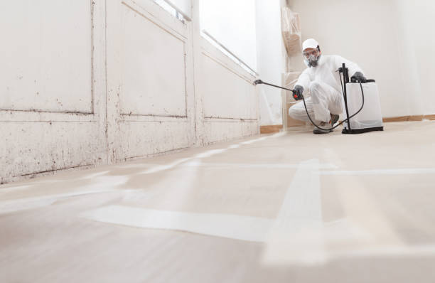 Black mold remediation team in Nutley
